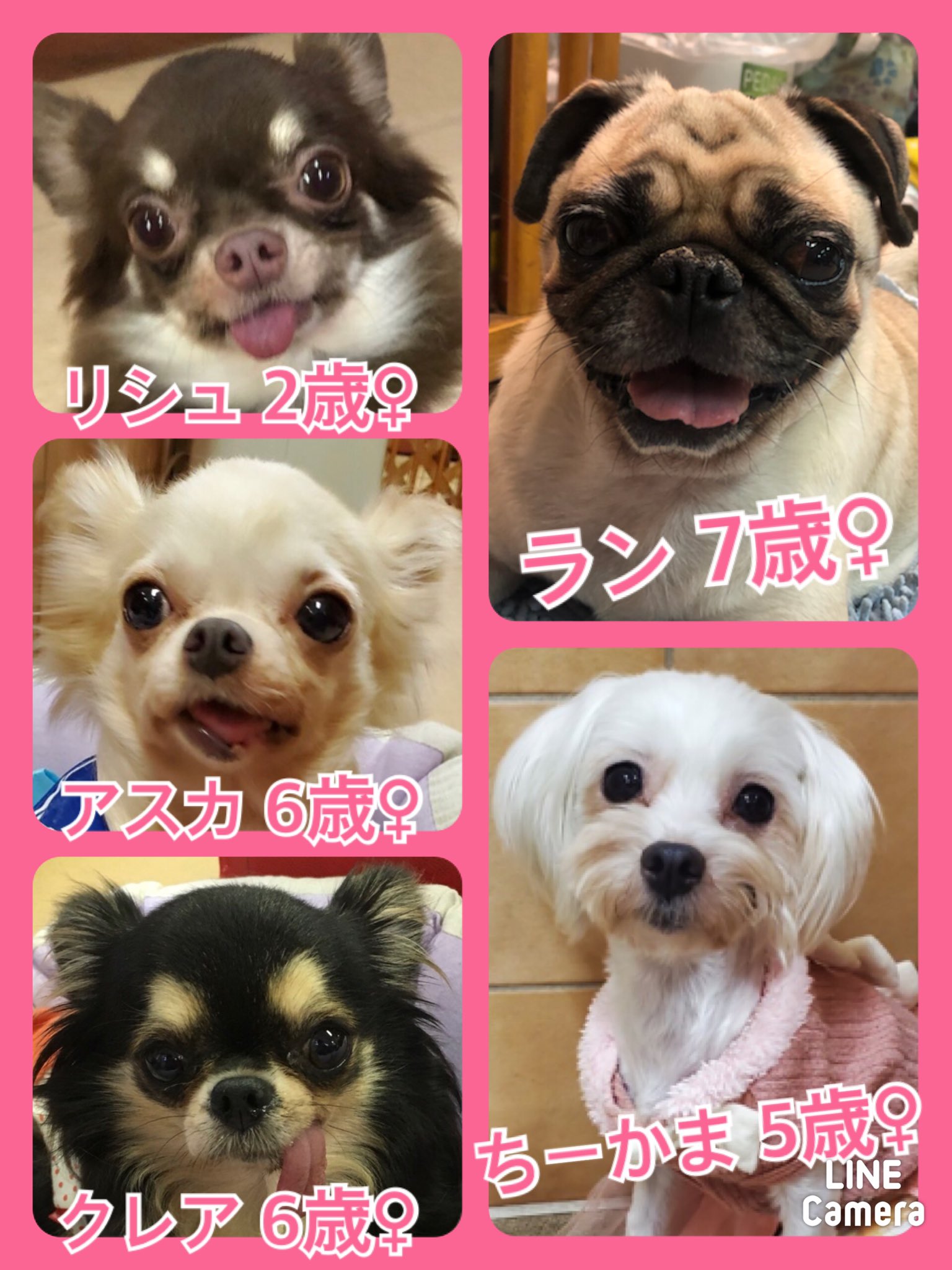 🐾今日の里親様募集中ワンコ🐶メンバーです🐾2020,11,10